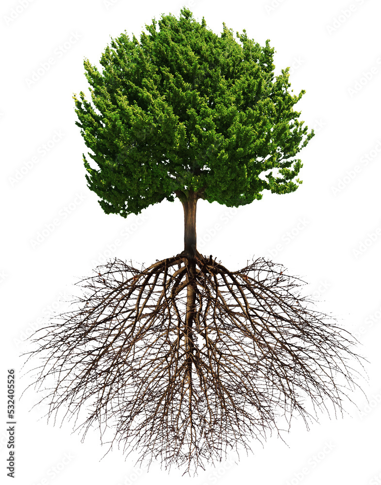 Big green tree with roots beneath isolated Stock Photo | Adobe Stock
