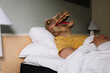 © karrastock - Man with lizard mask in a hotel bed.