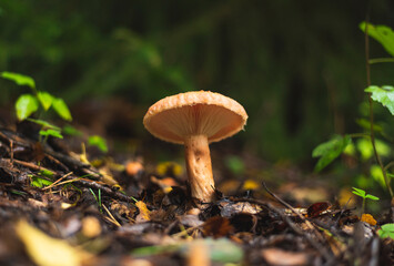 Saffron milk cap mushroom growing on the forest floor