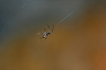 macro shot of spider web