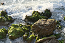 ROCKS COVERED WITH ALGAE ON THE SURF LINE