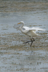 Wall Mural - white heron fishing in the river