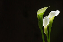 Peace Lily On A Black Background With Copy Space