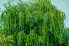 A Large Tree Of Crying Willow With Long Hanging Branches For Full Frame