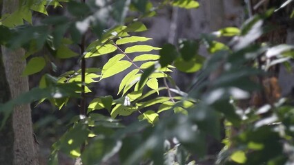 Canvas Print - world green