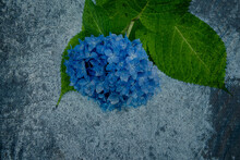 Blue Hydrangea Flower On A Rough Concrete Background.Vintage Photo.
