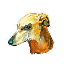 Galgo Espanol Dog Breed Watercolor Sketch Hand Drawn Painting Silhouette Sticker Illustration Sublimation EPS Vector Graphic