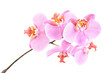 Studio shot of a pink orchid with many flowers
