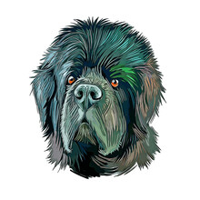 Newfoundland Dog Breed Watercolor Sketch Hand Drawn Painting Silhouette Sticker Illustration Sublimation EPS Vector Graphic