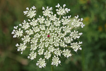 Wild Carrot Flower In Close Up