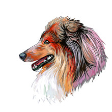 Scotch Collie Dog Breed Watercolor Sketch Hand Drawn Painting Silhouette Sticker Illustration Sublimation EPS Vector Graphic