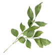 Murraya leaves isolated on transparent background