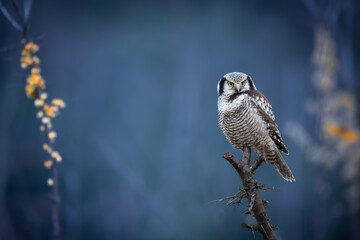 Hawk Owl Surnia ulula in Winter time, North Poland, Europe winter frosty day in buckthorn field