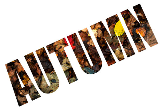 autumn lettering isolated on white background letters filled with colorful leaves