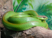 Philodryas Olfersii Snake, Aka Lichtensteins Green Racer. Close Up