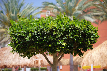 Wall Mural - closeup of fresh green tree with wooden trunk and vibrant green leaves growing in summer garden