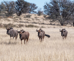 Wall Mural - Blue Wildebeest