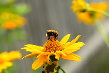 Wall Mural - Bumblebee. One large bumblebee sits on a yellow flower on a Sunny bright day. Macro horizontal photography