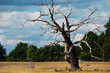 Single dead old oak tree in a field