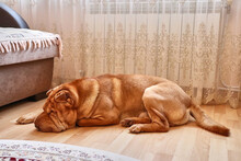A Thoroughbred Dog Is Lying On The Floor In The House. Caring For Dogs Of The Breed Neapolitan Mastiff, Italian Bulldog, Italian Mastiff, Mastino Napoletano