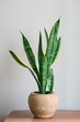 canvas print picture - Sansevieria laurentii (Dracaena trifasciata, mother-in-law, snake plant) in ceramic pot against white background. Summer indoor plants and urban forest concept.