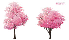Sakura Or Pink Cherry Blossom, Vector Watercolor Blooming Flower Tree Or Forest Side View Isolated On White Background For Landscape And Architecture Drawing,elements For Environment Or And Garden