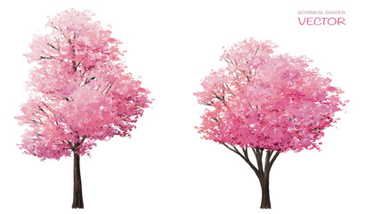 Sakura or pink cherry blossom, Vector watercolor blooming flower tree or forest side view isolated on white background for landscape and architecture drawing,elements for environment or and garden