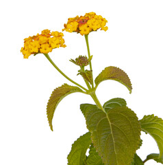 Wall Mural - fleurs de lantana jaune