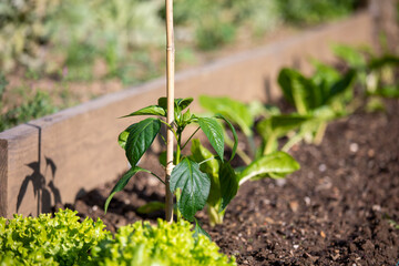 Wall Mural - Jeune pousse verte dans un jardin potager au soleil.