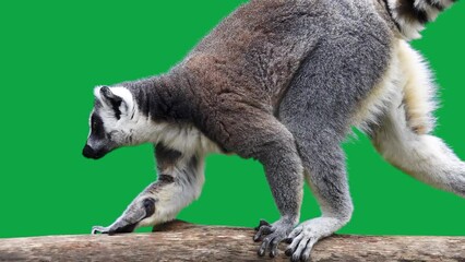 Wall Mural - ring tailed lemur carefully walking on a log on a green screen