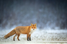 Fox (Vulpes Vulpes) In Winter Scenery, Poland Europe, Animal Walking Among Winter Meadow In Amazing Warm Light