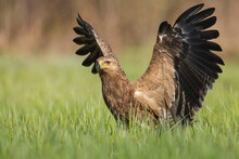 Birds Of Prey - Lesser Spotted Eagle (Aquila Pomarina) Two Birds On Green Meadow, Hunting Time