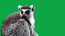  Ring Tailed Lemur Scratches Paw On Green Screen