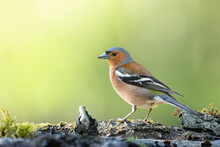 Bird Chaffinch Fringilla Coelebs Perching On Forest Puddle, Spring Time
