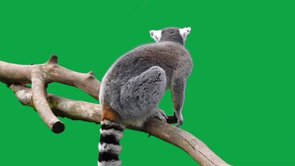 ring tailed lemur jumping out of a log on a green screen. slow motion