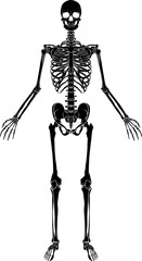 Human Anatomy Skeleton