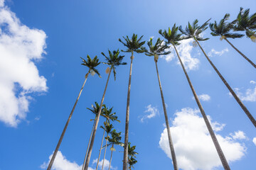 Wall Mural - Palm tree over blue sky