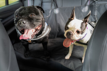 Poster - A Boston Terrier on the back seat of a car alongside a Staffordshire Bull Terrier. Both dogs are wearing a harness and they are hooked on to the seat. The seat has a protective cover.