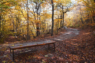 Bench in the autumn forest