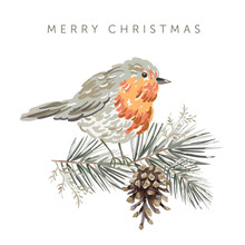 Christmas Greeting Card With Robin Bird, White Background. Pine Twigs, Cone. Vector Illustration. Forest Nature. Poster Design Template. Winter Xmas Holidays