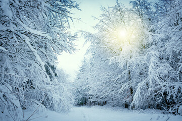Wall Mural - winter landscape with white trees covered with snow .