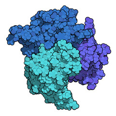 Canvas Print - B-cell activating factor (BAFF, extracellular domain fragment) protein. Cytokine that acts as B cell activator. Target of the monoclonal antibody drug belimumab. 