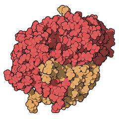 Wall Mural - Calprotectin protein. Antimicrobial protein that is capable of sequestering the essential nutrients manganese and zinc. Used as biomarker of inflammatory bowel disease.