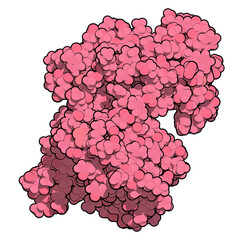 Canvas Print - CD38 (ectodomain fragment) enzyme. Target of the monoclonal antibody drug daratumumab, used for the treatment of multiple myeloma. 3D rendering based on protein data bank entry 5f1k.