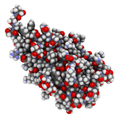 Wall Mural - CD47 (integrin associated protein, extracellular domain) protein. Often present on cancer cells and a potential antitumoral drug target. 3D rendering based on protein data bank entry 4cmm.