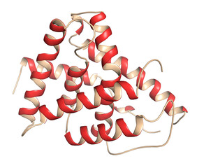 Canvas Print - Farnesoid X receptor (ligand binding domain) protein. Target of the drug obeticholic acid. 3D rendering based on protein data bank entry 4wvd.