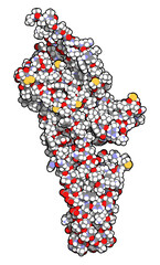 Poster - Serotonin receptor 5-HT2B protein. Shown in complex with an LSD molecule. Involved in drug-induced valvular heart disease. 3D rendering based on protein data bank entry 5tvn.