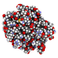 Sticker - KRAS (Kirsten rat sarcoma viral oncogene homolog, fragment) protein. 3D rendering based on protein data bank entry 4obe.