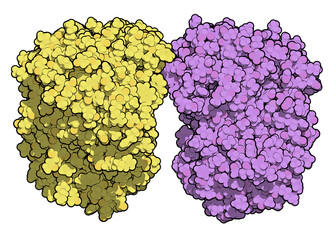 Sticker - Tripeptidyl-peptidase I enzyme. Mutations in corresponding TPP1 gene lead to late infantile neuronal ceroid lipofuscinosis. Cerliponase alpha is a recombinant form of the enzyme. 