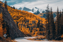 An Asphalt Road Winds Though The Colorado Rocky Mountains During Fall With Winter Snow Capped Mountains In The Background Decorated By Aspen Trees In Late Autumn. 
